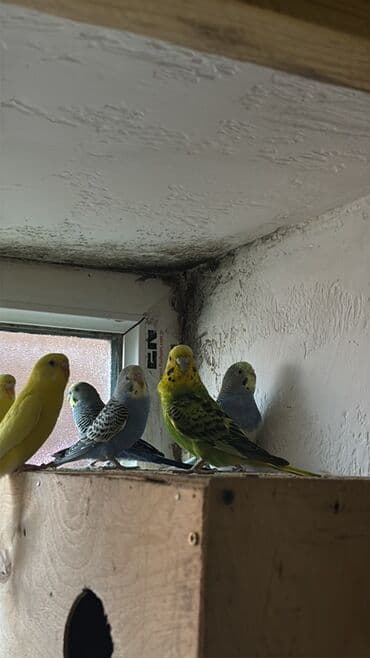 3D panellər: 10 ededi 80 manata deyilir yumurtuyan quwlardir hamisida cutdu biri 8 — 1