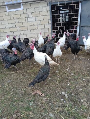 pekines satışı: Məhsul: Hinduşka sürüsü Təsvir: - Şəkillərdə olan sağlam, iriqaşlı — 5