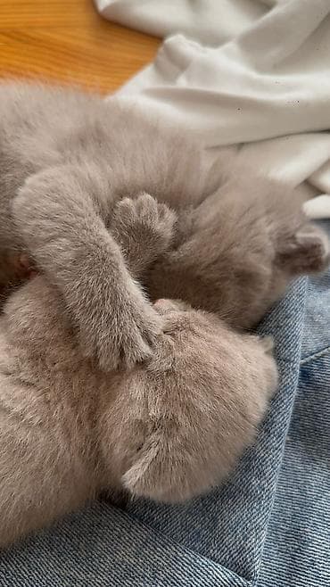 cin bildircin: Şotland, Yaxşı əllərə — 3