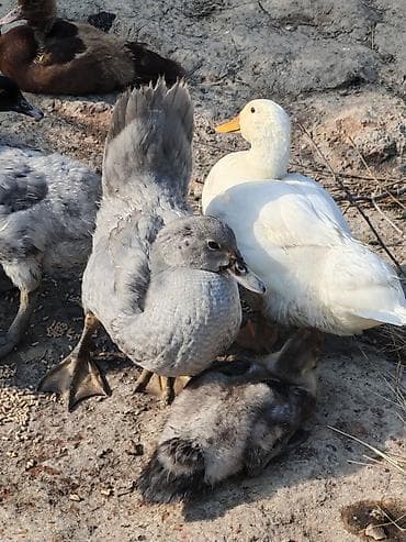 Heyvanlar: Salam az sayda qalib krasnadar zumrud ve Lavanda qiymetler boyuk ve — 5
