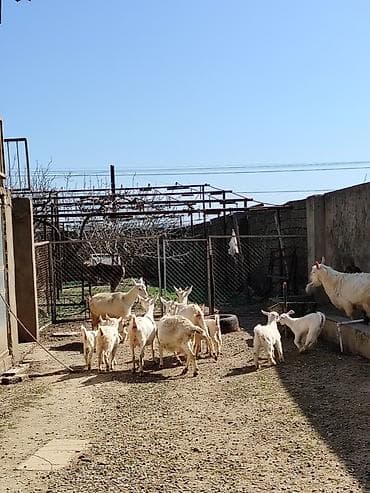 İtlər: Ağ rəngli keçilər və bala keçilər (oğlaqlar) - Cins: yerli süd — 8