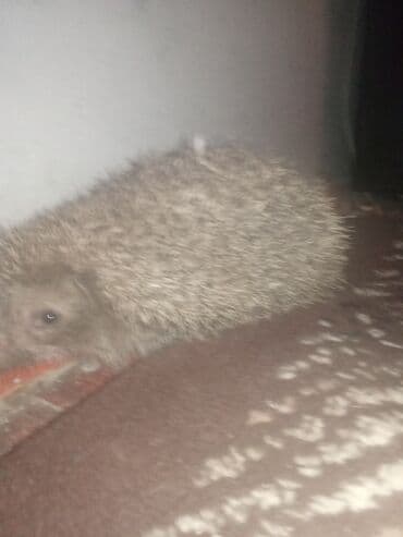 самюн ван в таджикистане: Erkey kirpi reyal alıcılar mene yasin 👌🏼 — 3