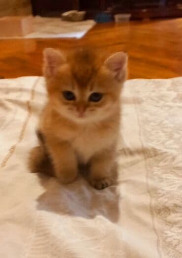 pişik şəkilləri: Britan, Erkək, Dişi, Yaxşı əllərə, Ünvandan götürmə — 8