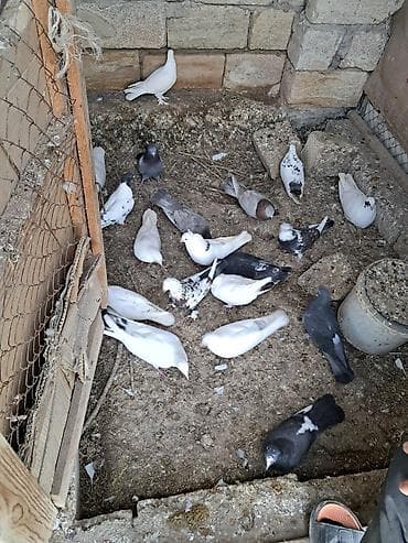 С/х животные и товары: Qüvvətli uçuşlu ev göyərçinləri - Növ: ev/qarışıq cins göyərçinlər - — 3