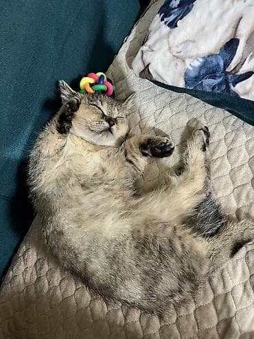 İtlər: Gold şinşilla 3 aylıg peyvendleri olunub qurd dermanı verlib eşyalı — 2