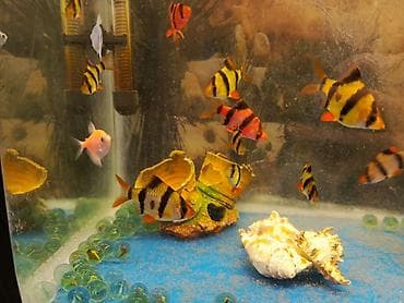 Gəmiricilər: Sülhsevər — 7