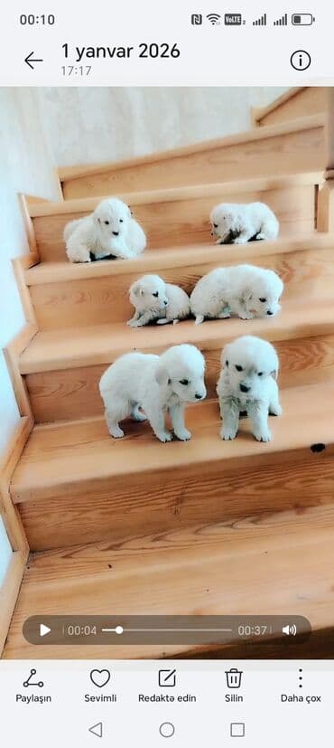 Chevrolet: Ağ rəngli balaca it balaları - Cins: golden (qalın, uzun tüklü, güclü — 1