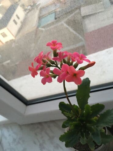 dipçək: Dipcək ev bitkileri qiymətlər 5 manatdan başlayir — 1