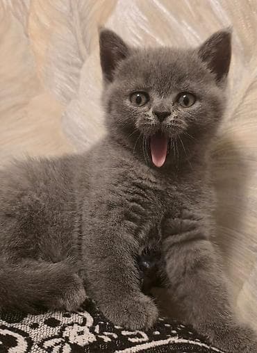 Digər heyvanlar: Britan, Erkək, Dişi, Yaxşı əllərə, Ünvandan götürmə, Pulsuz çatdırılma, Ödənişli çatdırılma — 4