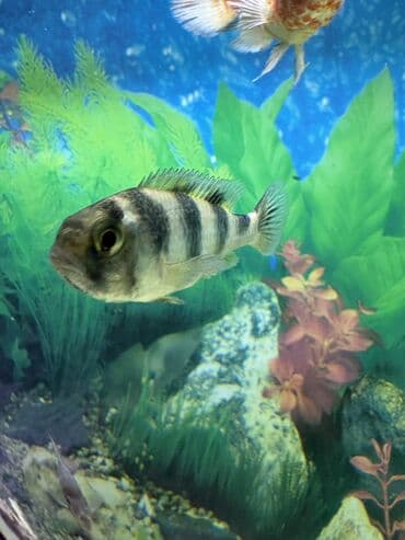 Akvariumlar: Dişi 1 ədəd — 1