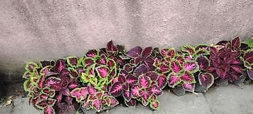 balı: Məhsul: dekorativ saksı bitkiləri – Fuşya (Fuchsia) və Koleus (Coleus) — 1