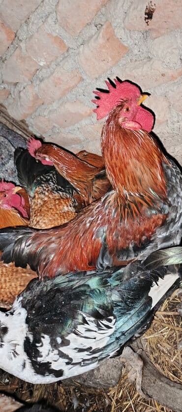 toyuq cüce: Məhsul: Yerli xoruz sürüsü Təsvir: - Şəkillərdə müxtəlif rəng və — 1