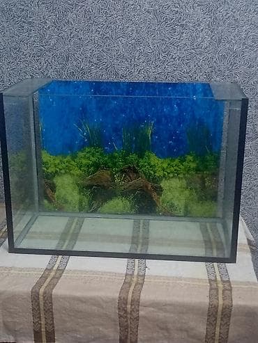 scottish fold satilir: Dördbucaq akvarium, Boş, 100 l — 3