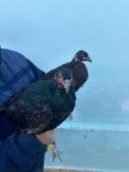 qirmizi bas goyercin: Rumun Qırqovulu Cütü 60 azn — 3