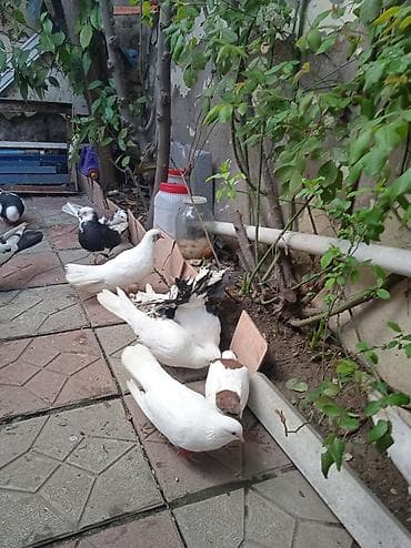 goyercinler satisi: Salam pavlin satılır üç ədədirucu birlikdə 50manat — 7