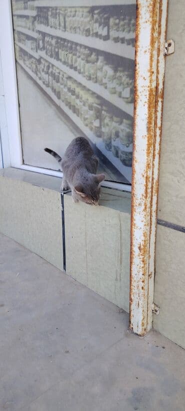 dovşan şekilleri: Tabbi, Yaxşı əllərə — 1