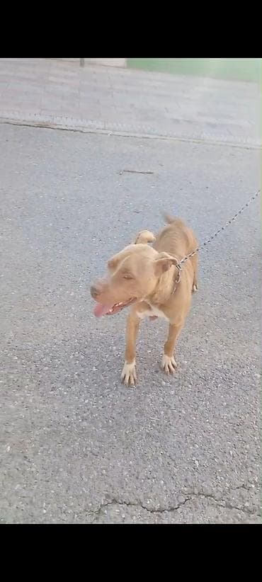 pitbul balasi qiymeti: Pitbul, Peyvəndli — 4