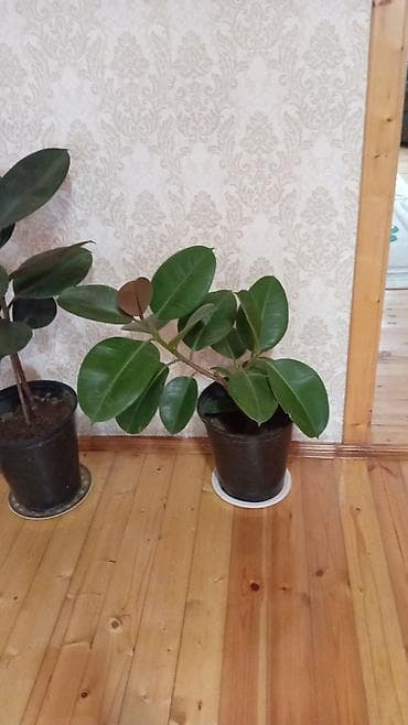 ağac: Fikus elastika (rezin ağacı) – bəzək məqsədli iri otaq bitkisi - Növ — 6