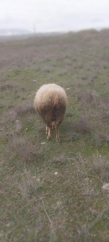 tap.az heyvanlar quba: Qoc 1 yaş yarımlıg, quzu 7 aylıg isdiyen burda yazsın — 5