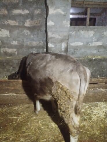 peleng sekili: Satışda cavan buzovlar - Növ: iri buynuzlu heyvan, cavan buzovlar - — 7