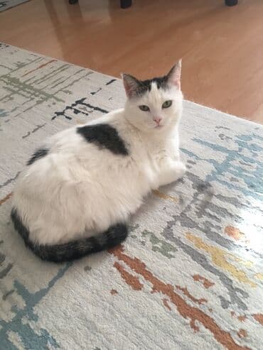 отдать котят в хорошие руки: В добрые руки — 3