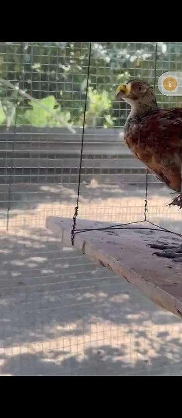 Məhsul: Qırğı (ov quşu) balaları Təsvir: - Şəkillərdə qəfəs — 2