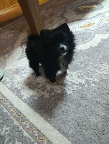 Şpitz, 2 ay, Dişi, Ünvandan götürmə