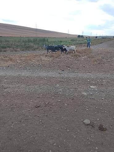 dovşan balası: Erkək, il: 3, 2 kq, Südlük, Ünvandan götürmə — 2