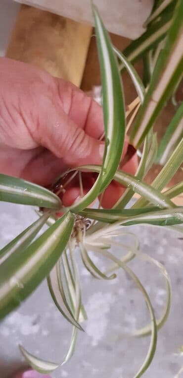 Уличные растения: Xlorfitum gülünün balaları köklü — 2