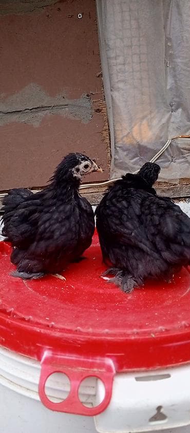 golden retriver it: Toyuq cücələri, Damazlıq — 2