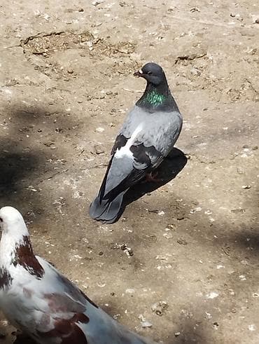 Göyərçinlər: Tutulmalaar var 5,6 dene 1ri 10m dan — 4