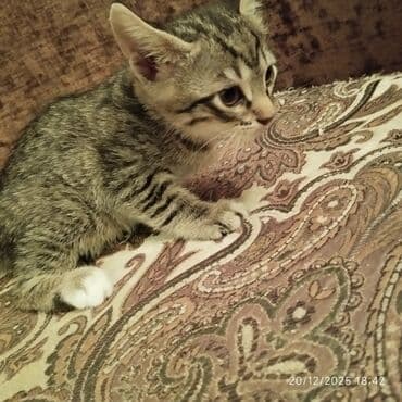 купить котенка бесплатно: В добрые руки — 4