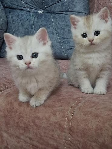 pişik yuva: Qızıl şinşilla, Dişi, Yaxşı əllərə, Ödənişli çatdırılma, Ünvandan götürmə — 6