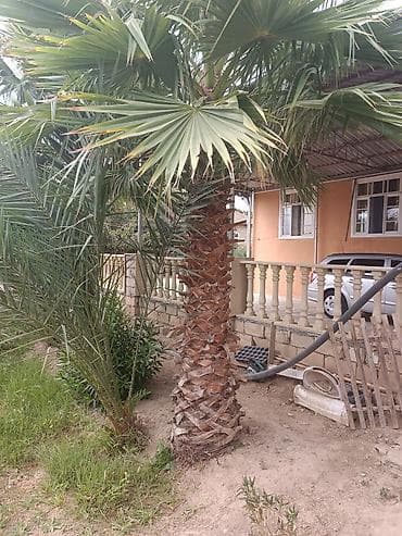 Dekorativ palma ağacları – iri ölçülü, fan formalı yarpaqlı növ