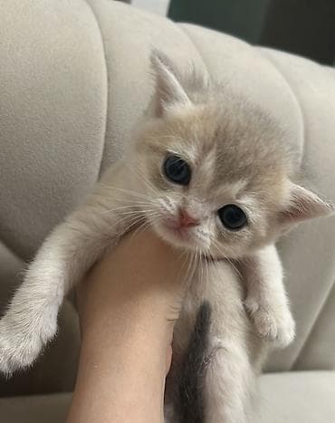 sari pisik sekilleri: Qızıl şinşilla, Dişi, Yaxşı əllərə, Ünvandan götürmə — 6