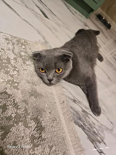 pisik sekileri: Şotland — 7