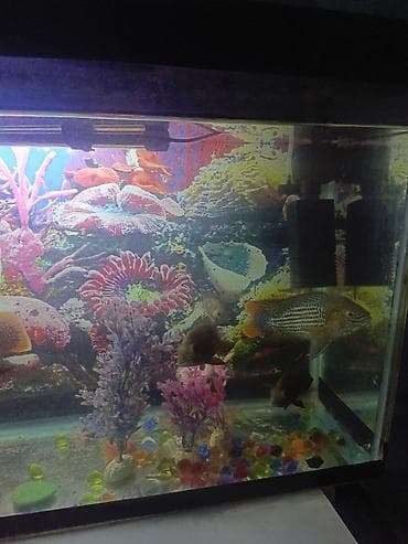 qaz yagi satisi: Salam. Akvarium satılır. 0.75x0.45x0.25. Balıqlar, şüşə təmizləyən — 8