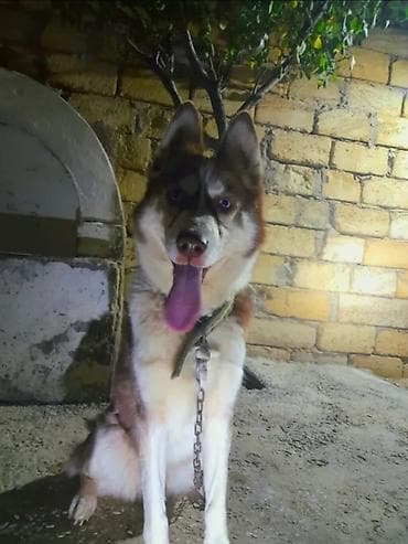 ucuz ev itləri: Xaski, 1 il, Erkek, Peyvəndli, Ünvandan götürmə — 2