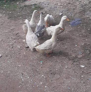 ruan ördəyi: Məhsul: ördəklər dəsti Təsvir: - Şəkillərdə 6 ədəd ev ördəyi görünür — 3