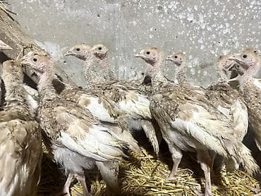 siyam pisiyi satilir: Açıq Burbon Hinduşka Balası. Tam Original Sort. Çox Çətinliklə Tapılan — 6