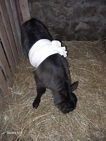 Inəklər, öküzlər: 1gündür doğub balası dişidir birinci qarinadir — 3