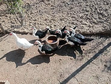 ördək yumurta: Sağlam heyvanlardır yumurtdiyanlari var içlərində qiymət hamısına — 3