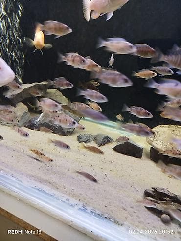 kangal balaları: Cixlid balığı, Yırtıcı, Ünvandan götürmə — 3