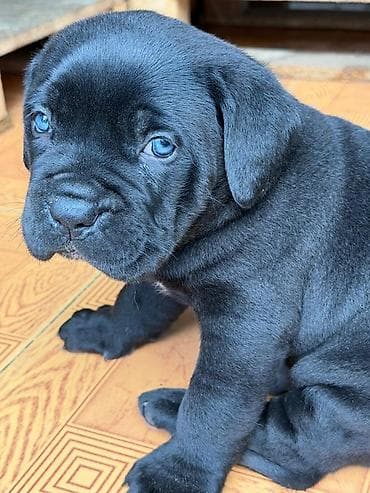 avcarka itləri: Kane-Korso, 1 ay, Erkek, Peyvəndli, Ünvandan götürmə — 3