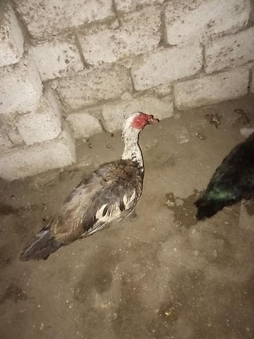 dalmatin satilir: Macar ağ baş erkey 6kilo eti var qan barterbasqa erkey pula. satiram — 1