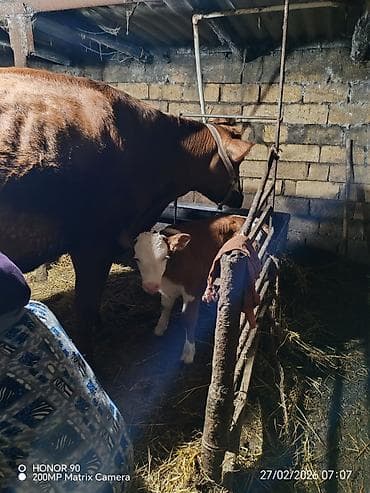 Ördəklər: Dişi, Simental, il: 3, 900 kq, Südlük, Rayonlara çatdırılma — 5