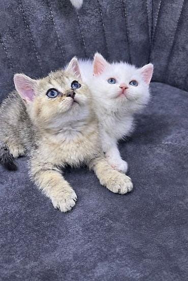 qoyun heyvan: Britan — 2