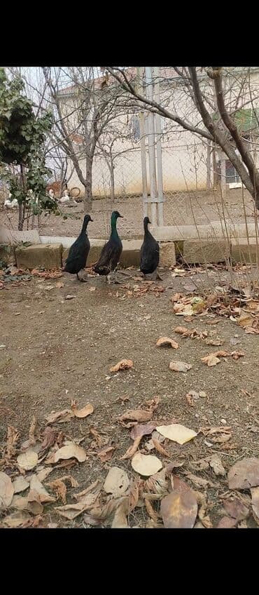 it satisi balaca: Erkək, Damazlıq, Ödənişli çatdırılma — 8