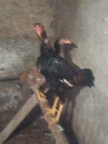 Heyvanlar üçün mallar: Məhsul: Ev quşu – xoruz Heyrati Qiymət Xoruza ayitdi Təsvir: Heyrati — 3