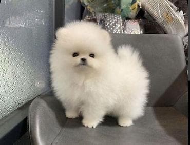 Şpitz, 2 ay, Sənədli